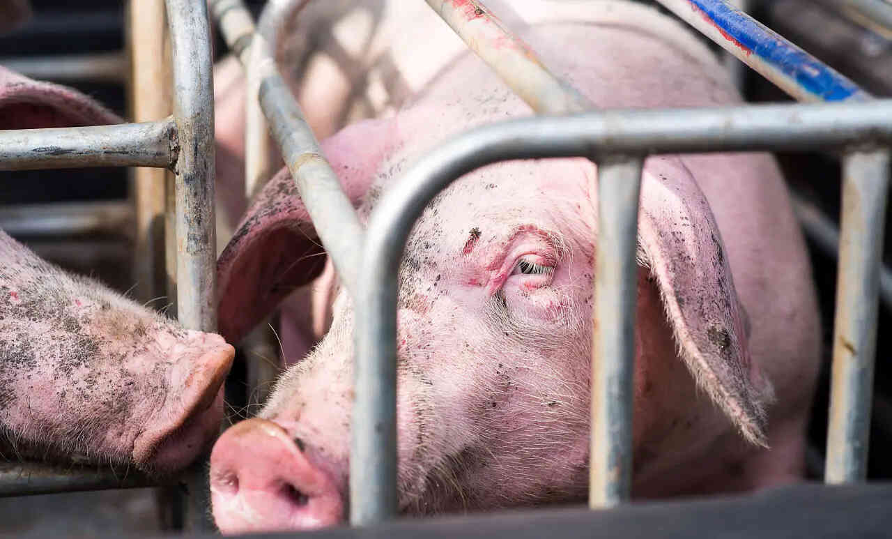 pig-in-cage2.jpg