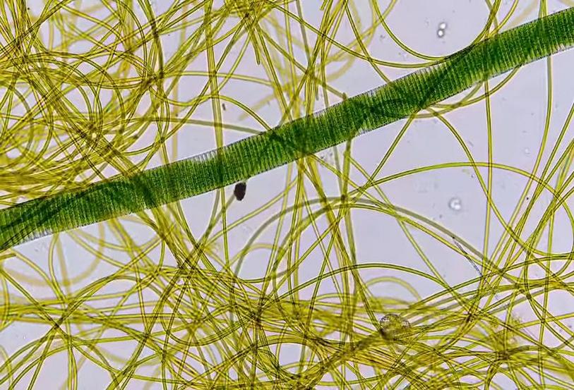 cyanobacteria.jpg