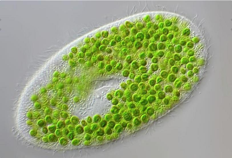 paramecium+algae-cells.jpg