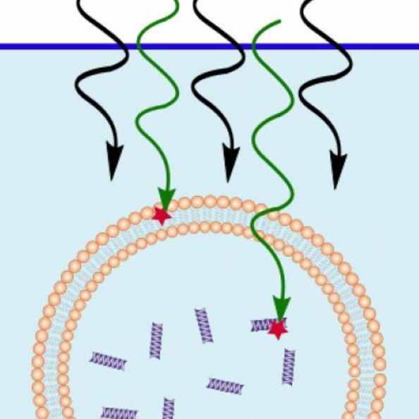 phospholipid-liposome-sm.jpg